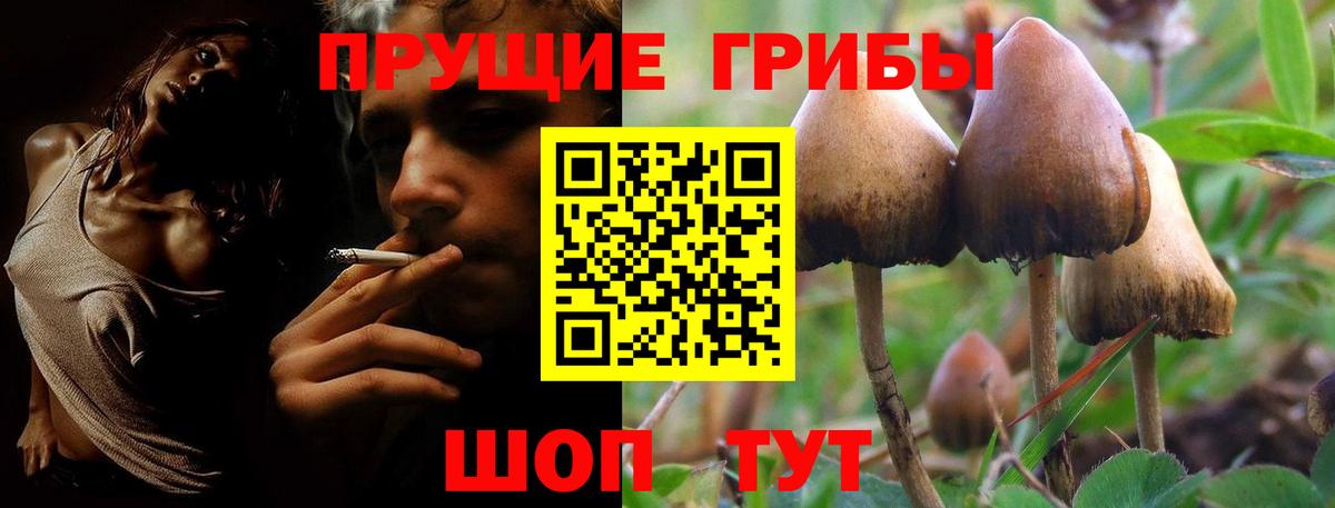 Галлюциногенные грибы Psilocybe  Псилоцибиновые грибы прущие грибы  Бор  Вход с VPN 